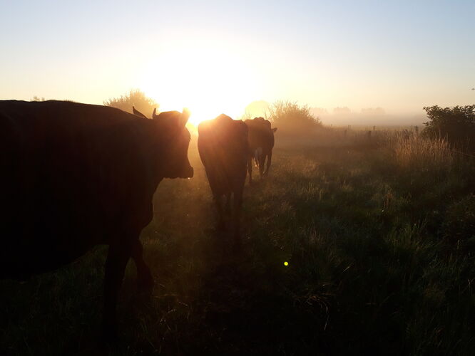 weglopende koeien in ochtend